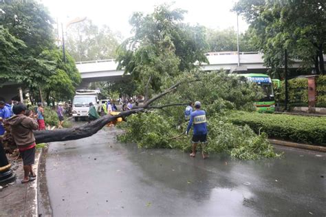 Strong winds topple trees in Manila, no one hurt .